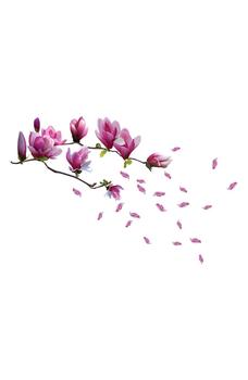 商品WALPLUS | Magnolia Flower Decal Sticker Wall Decoration - Pack of 3,商家Nordstrom Rack,价格¥219图片