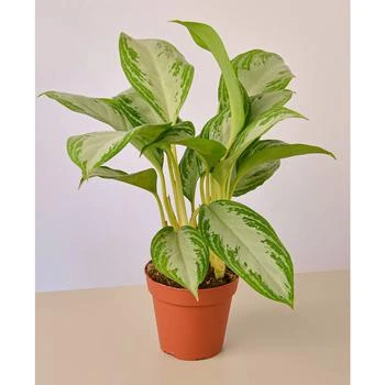 House Plant Shop | Chinese Evergreen Silver Bay Live Plant, 4" Pot,商家Macy's,价格¥153