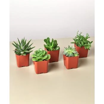 House Plant Shop | Succulent Variety Live Plants, Pack of 5,商家Macy's,价格¥191