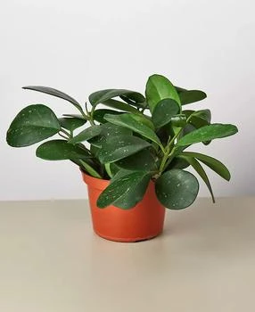 House Plant Shop | Hoya 'Obovata' Live Plant, 6" Pot,商家Macy's,价格¥314