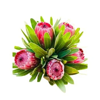 GreenishBlu | Protea Fresh Flower Spring Bouquet,商家Macy's,价格¥350