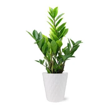 BloomsyBox | Zamioculcas Zamiifolia Live Plant,商家Macy's,价格¥484