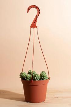 商品Home Botanicals | Home Botanicals Hanging Burrito Sedum Succulent in 6,商家Urban Outfitters,价格¥215图片