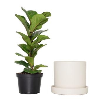 商品7" Planter with Saucer and a 6" Ficus Bambino Plant图片