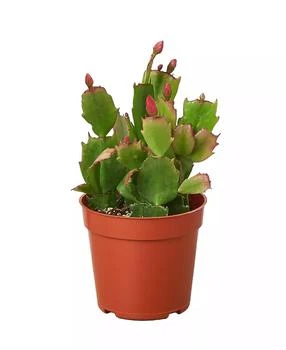 House Plant Shop | Zygo Christmas Cactus in 4" Pot,商家Macy's,价格¥187