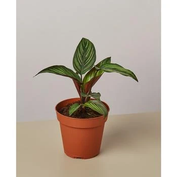 House Plant Shop | Calathea 'Beauty Star' Live Plant, 4" Pot,商家Macy's,价格¥201
