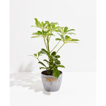 商品Lively Root | Schefflera Gold Capella Umbrella Tree Live Plant, 4" Earl Gray Eco Pot,商家Macy's,价格¥359图片
