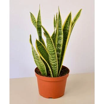 House Plant Shop | Snake Laurentii Live Plant, 6" Pot,商家Macy's,价格¥191